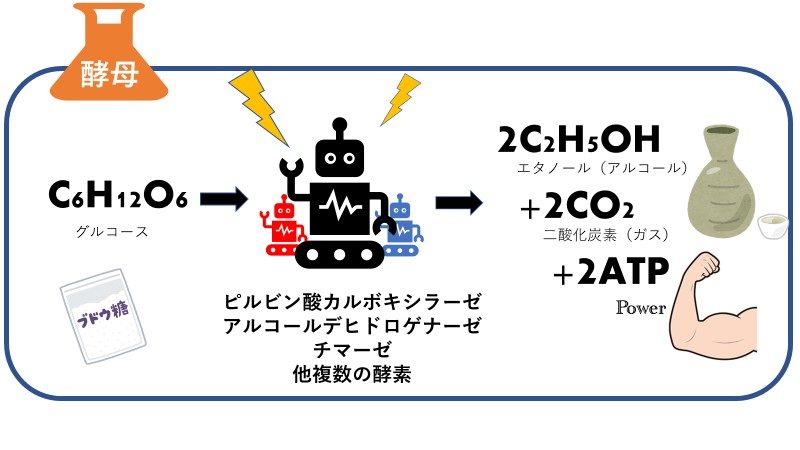 酵母　酵素反応